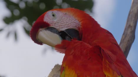 Vista-Vertical-De-Guacamaya-Roja.-De-Cerca