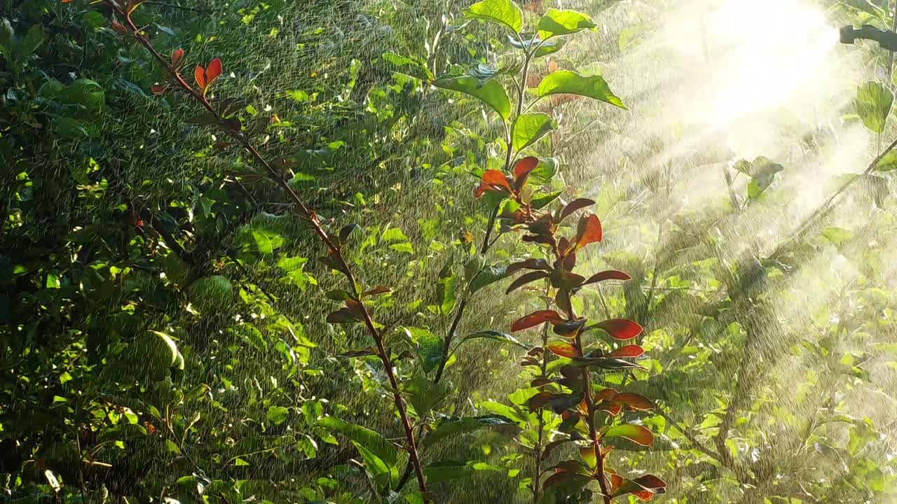 해가 지면 사과 나무 에 비료 나 살충제 를 뿌리는 것, 취미 정원 가꾸기
