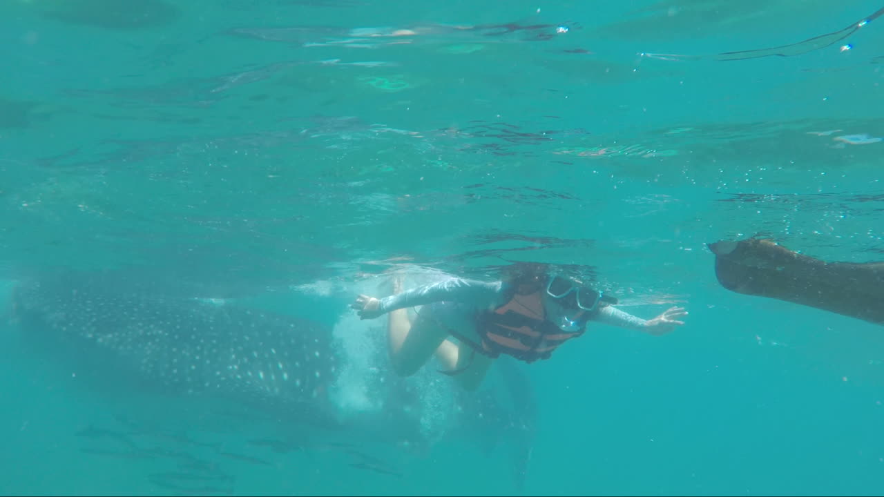 Snorkeling Asian Lady With a Huge Whale Shark in The Background, Oslob Cebu, Philippines