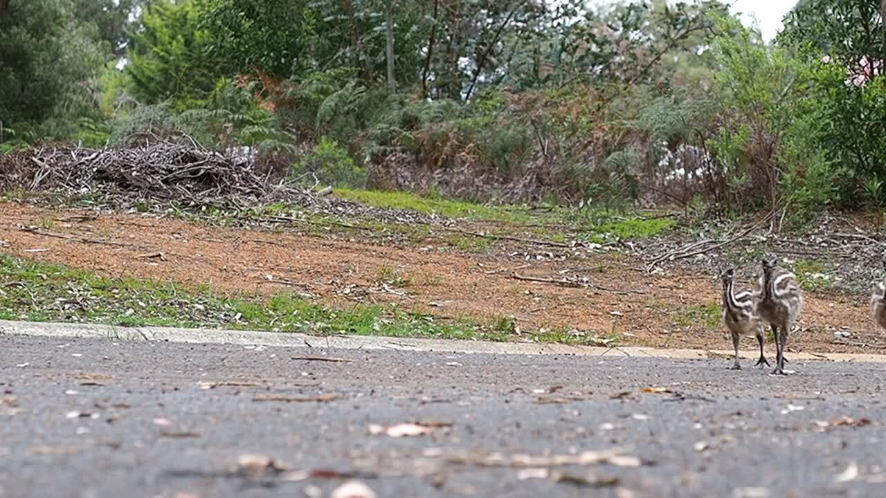 시골 길의 에뮤 병아리, 성인 다리가 전경을 통과합니다.