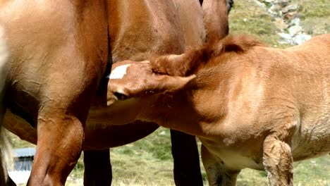 mare and foal in freedom.