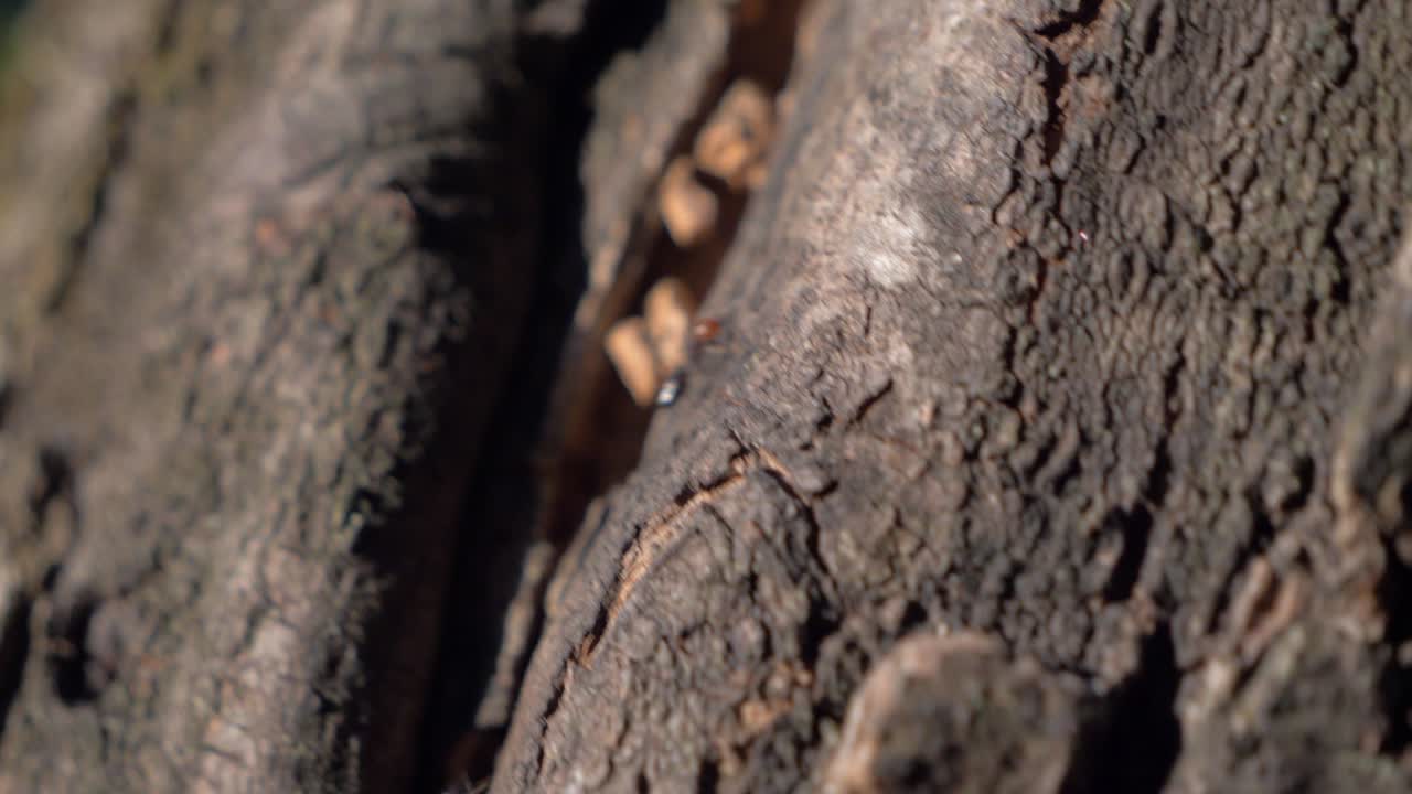 Primo piano di una formica rossa e nera che si arrampica lungo un albero al rallentatore, al tramonto in Francia