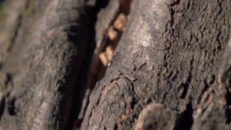 close-up of a red and black ant climbing along a tree in slow motion under sunset in france