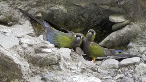 loros madrigueros en la entrada de su cueva en un acantilado, hábitat natural