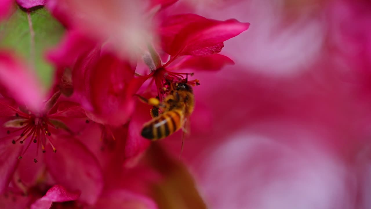 Bee flying over apple tree flowers, captured in slow motion