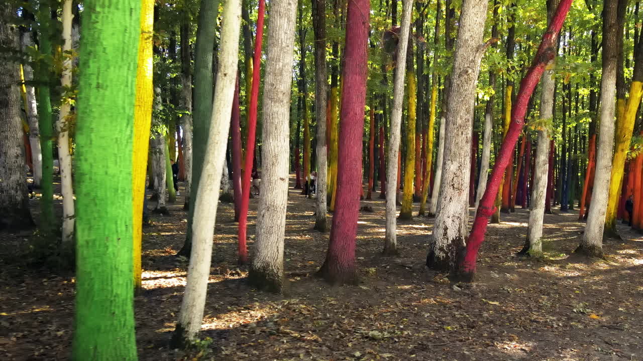 Colored forest with visitors in Baia de Fier, Romania