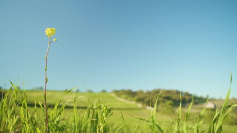 Green-field-background-at-sunset-with-trees,-hills,-rural-path,-blue-sky