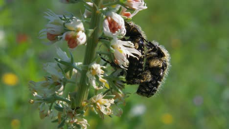 Close-up:-two-black-and-white-carpet-beetles-mating-on-blossoming-plant