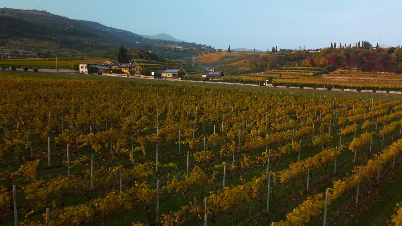 Drone aereo panoramico 4K che sorvola un vigneto giallo e verde sulle colline della Valpolicella, Verona, Italia, in autunno dopo la vendemmia per il vino rosso, al tramonto, circondato da fattorie tradizionali.