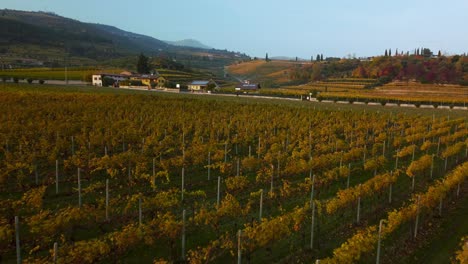 drone aéreo escénico 4k volando sobre un campo de viñedo amarillo y verde en las colinas de valpolicella, verona, italia en otoño después de la cosecha de uvas para vino tinto al atardecer rodeado de granjas tradicionales