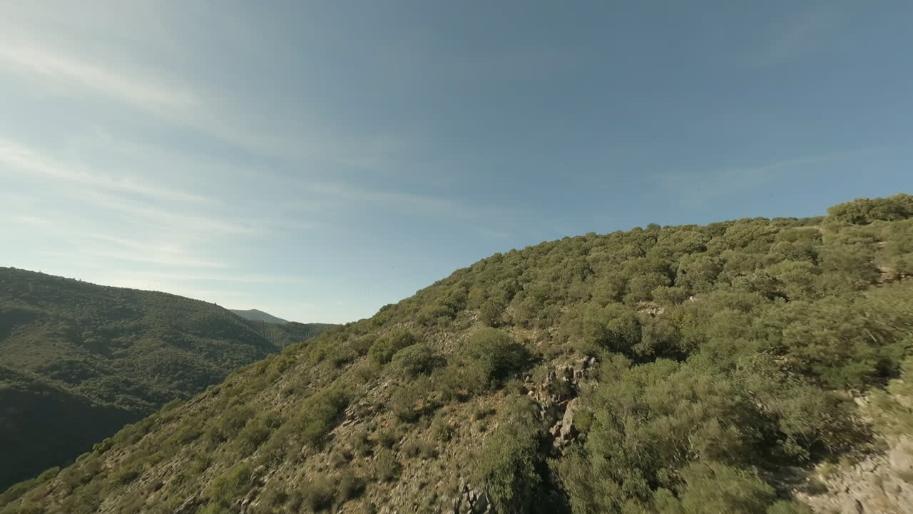 Hillside aerial flight to vultures soaring over sparse forest trees