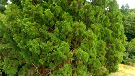 Aerial-climb-up-large-majestic-pine-tree