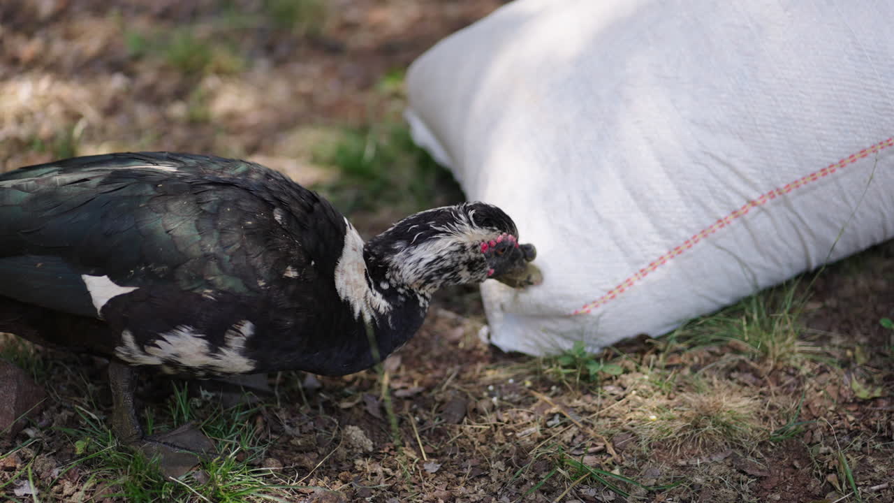 A duck is playfully opening a bag with its beak in a close-up shot. Animal behavior and interaction captured outdoors, featuring a fun farm moment.