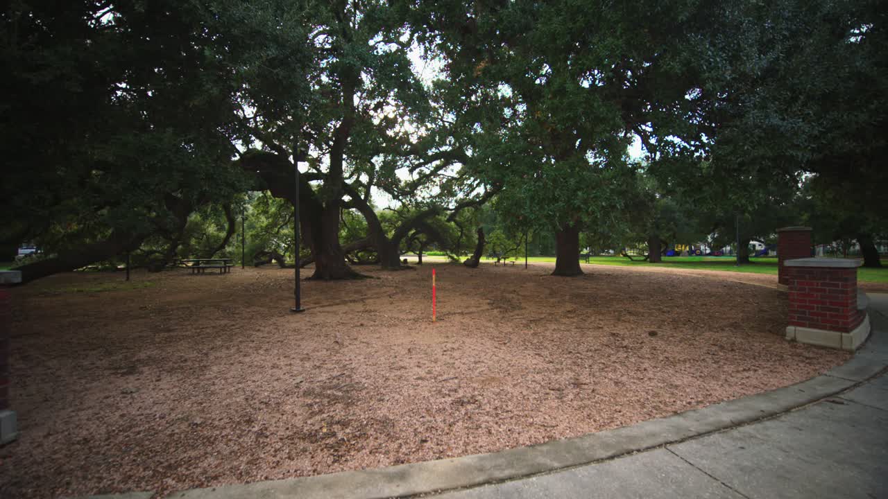 Parque con Grandes Robles Antiguos