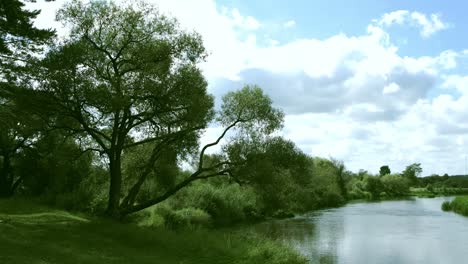 Panorama-of-river-big-trees-bushes-and-green-grass-growing-on-its-banks