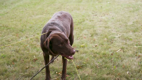 120 fps chocolate labrador retriever dog playing with stick - slow motion