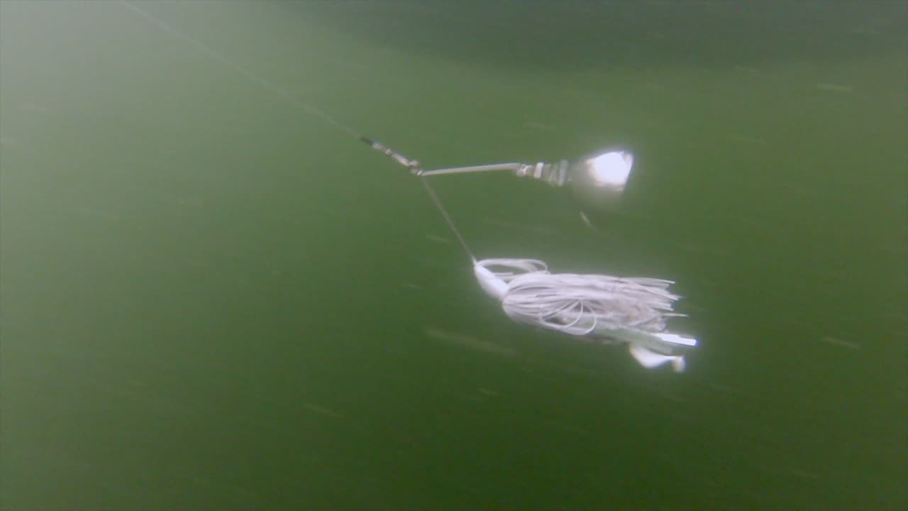 녹색 바닷물 표면에 흰 꼬리 스피너베이트를 끌고 - 근접 촬영 느린 동작