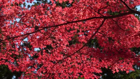 Japanese Red Maple Tree Leaves