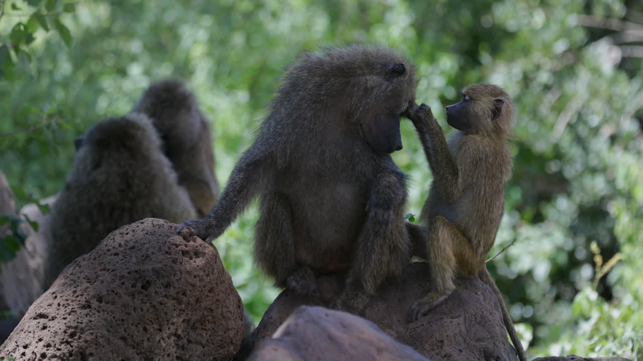 Baboon Family Grooming on Rocks