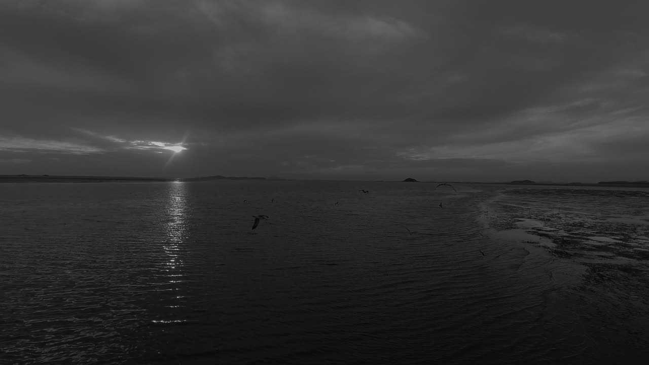 A view of the low tide of the sea at sunset, flying seagulls, black and white