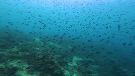 Escuela-De-Natación-De-Peces-Arrecifes-De-Coral-Agua-De-Mar-Azul-Tiro-Submarino-Pan-Derecha-Cámara-Lenta