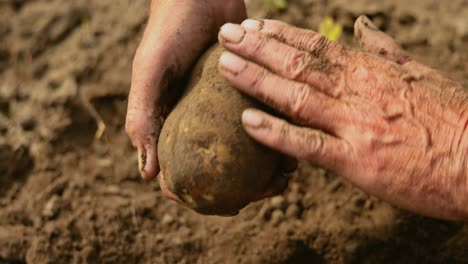 el granjero inspecciona su cosecha de patatas con las manos manchadas de tierra.