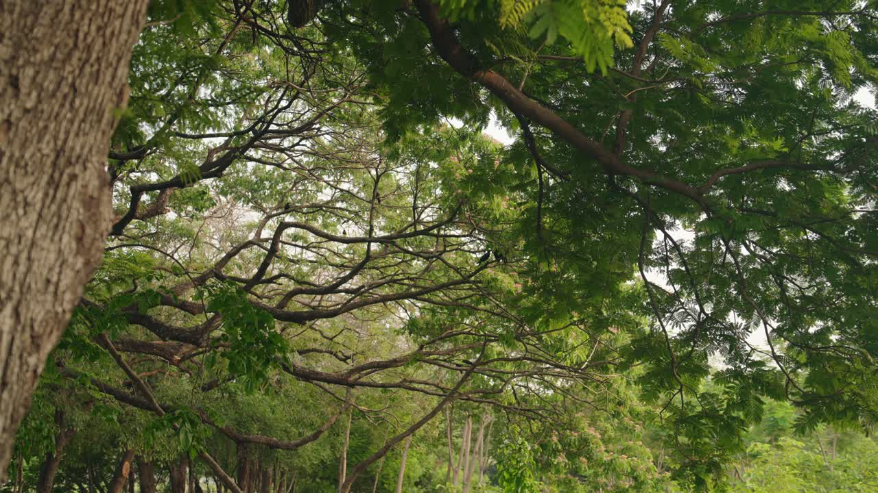 Serene trees along a pathway in Bangkok's Chatuchak Park on a sunny day