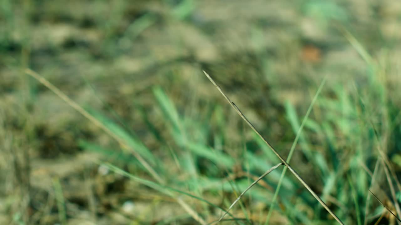 A dry field with some straws