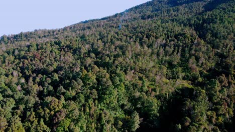 vast tropical forest, on slope of mount sumbing