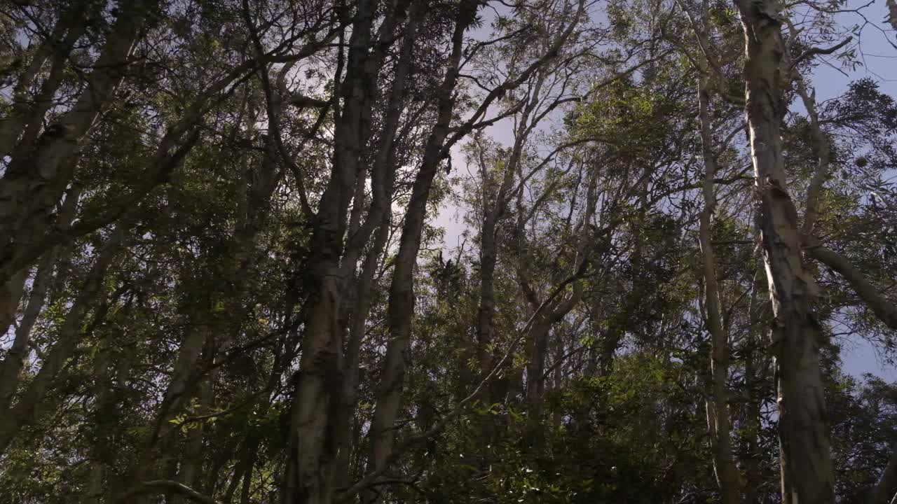 Mata australiana com o sol a atravessar as folhas da copa - plano de acompanhamento