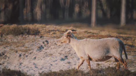 cabra moviéndose por el campo en busca de comida, toma larga en cámara lenta