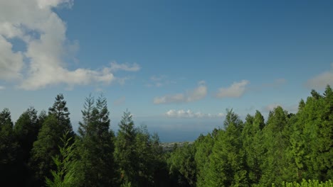Vista-De-Las-Copas-De-Los-árboles-Verdes-Contra-El-Cielo-Azul-En-La-Isla-De-São-Miguel,-Azores