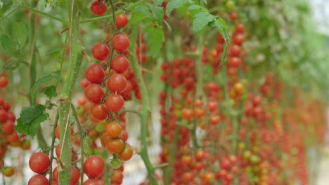 a handheld shot of rows of tomatoes growing in a greenhouse farm. eco-products concept