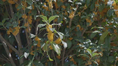 flores kinmokusei en plena floración en un día soleado