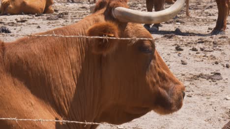 Neigungsaufnahme-Eines-Braunen-Stiers,-Der-Auf-Einer-Ranch-In-Cádiz-Im-Süden-Spaniens-Sitzt-Und-Weidet