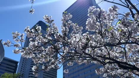cherry blossoms bloom under tokyo skyscrapers on a bright and clear spring day