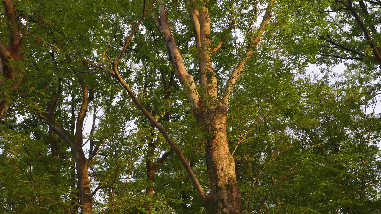 An upward view of tall forest trees with the late afternoon sun illuminating the bark and bright green leaves of the canopy