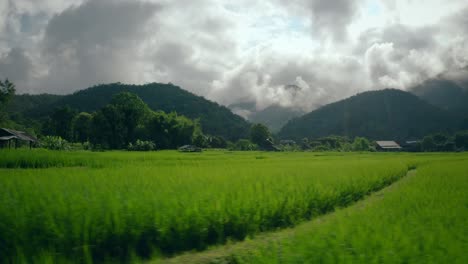 rice paddy fields in thailand