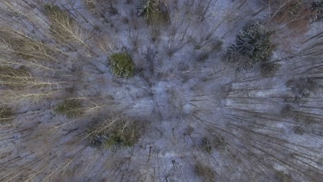 forest in winter