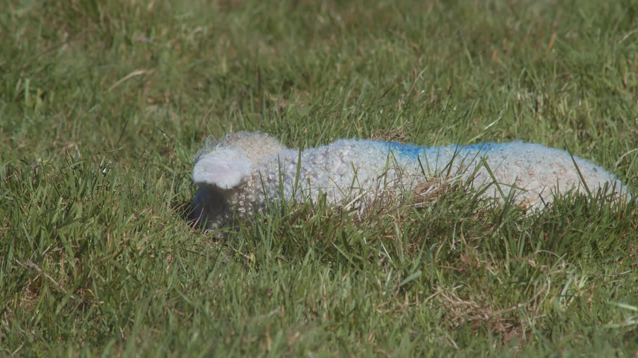 파란 염료로 표시된 어린 양은 푸른 바람이 부는 목초지에 낳는다