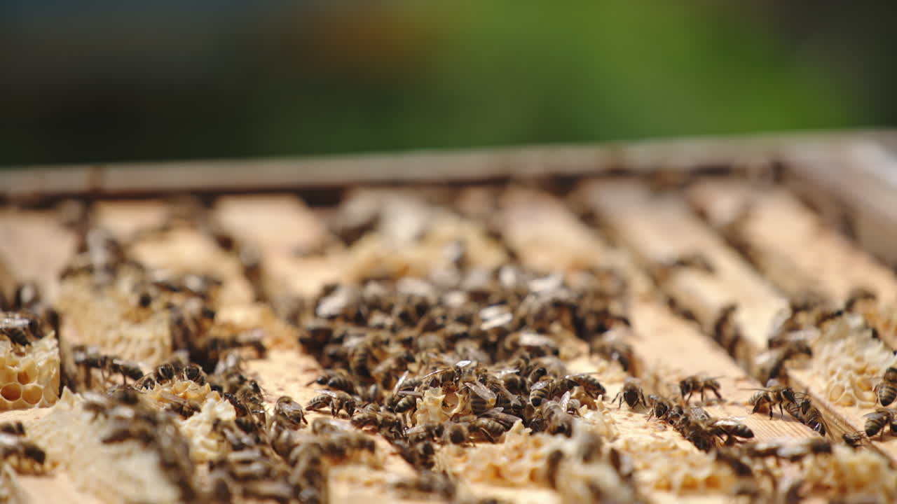 Opened beehive with frames put in rows. Numerous bees crawling over the frames and flying over. Blurred backdrop. Close up.