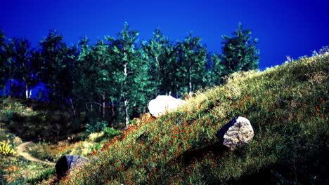 vibrant hillside with wildflowers and boulders under a clear blue sky