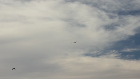 Un-Par-De-Cacatúas-Galah-Rosadas-Australianas-Vuelan-Sobre-El-Desierto-Seco