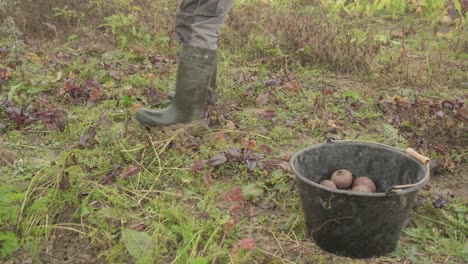 the farmer harvests and puts the vegetables in a box for delivery to the local market