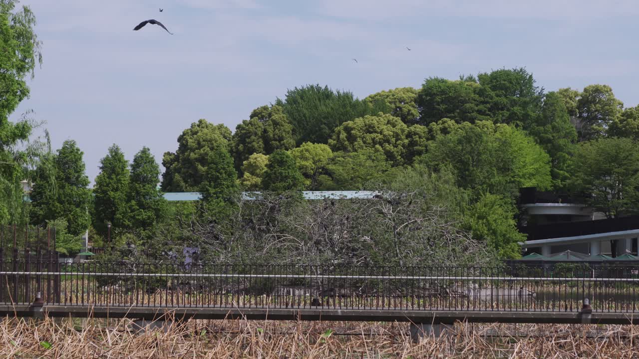 도쿄의 우에노 공원 에 있는 시노바즈노 연못 을 가로지르는 빈 다리