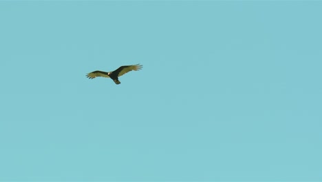 Turkey-Vulture-In-Flight,-Blackwater-National-Wildlife-Refuge,-Maryland,-United-States---Low-Angle-Shot