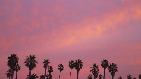 Palmeras-Durante-La-Puesta-De-Sol-Con-Cielo-Rosa-Y-Azul