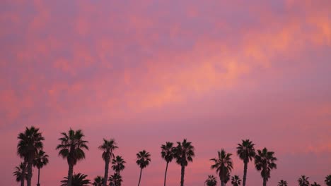 palmeras durante la puesta de sol con cielo rosa y azul
