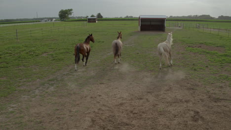 Tres-Hermosos-Caballos-Corren-Desde-El-Paso-Elevado-De-La-Cámara-En-Crooked-Creek