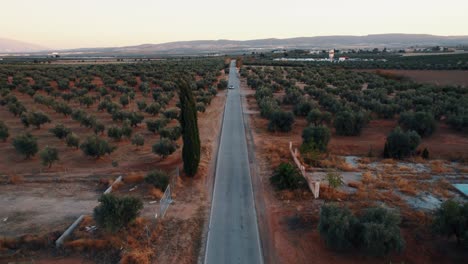 Vista-Aérea-De-Un-Camino-Rural-Rodeado-Por-Una-Plantación-De-Olivos-En-Málaga,-España